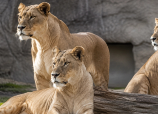 Mueren tres leonas en zoológico de Tokio; investigan golpe de calor