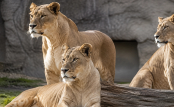 Mueren tres leonas en zoológico de Tokio; investigan golpe de calor