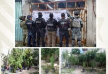 Aseguran inmueble usado para cultivo de marihuana en Puebla