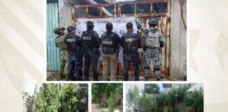 Aseguran inmueble usado para cultivo de marihuana en Puebla