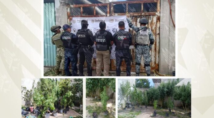 Aseguran inmueble usado para cultivo de marihuana en Puebla
