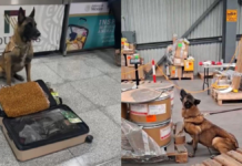 Max IV detecta 245 kilos de metanfetamina y hoja de coca en AICM