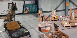 Max IV detecta 245 kilos de metanfetamina y hoja de coca en AICM