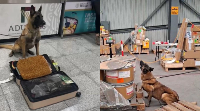 Max IV detecta 245 kilos de metanfetamina y hoja de coca en AICM