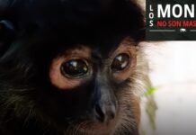 Tráfico de primates en México: 137 ejemplares asegurados en siete años