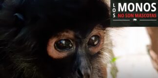 Tráfico de primates en México: 137 ejemplares asegurados en siete años