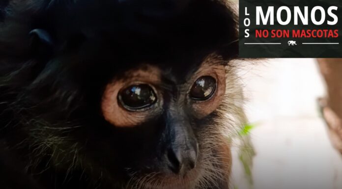 Tráfico de primates en México: 137 ejemplares asegurados en siete años