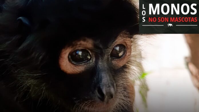Monos