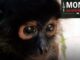 Tráfico de primates en México: 137 ejemplares asegurados en siete años