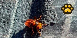 Dispersan 40 millones de moscas estériles en Chihuahua contra gusano barrenador