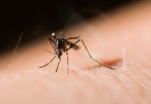 Lanzan jornada nacional contra dengue, chikungunya y zika