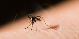 Lanzan jornada nacional contra dengue, chikungunya y zika