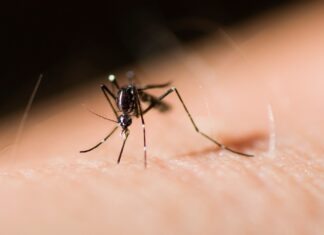 Lanzan jornada nacional contra dengue, chikungunya y zika