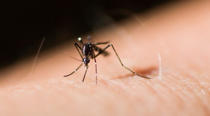 Lanzan jornada nacional contra dengue, chikungunya y zika