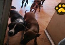 Rescatan a 13 perros en condiciones de maltrato en Puebla