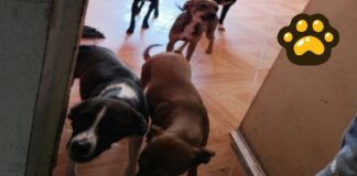 Rescatan a 13 perros en condiciones de maltrato en Puebla
