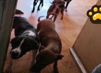 Rescatan a 13 perros en condiciones de maltrato en Puebla