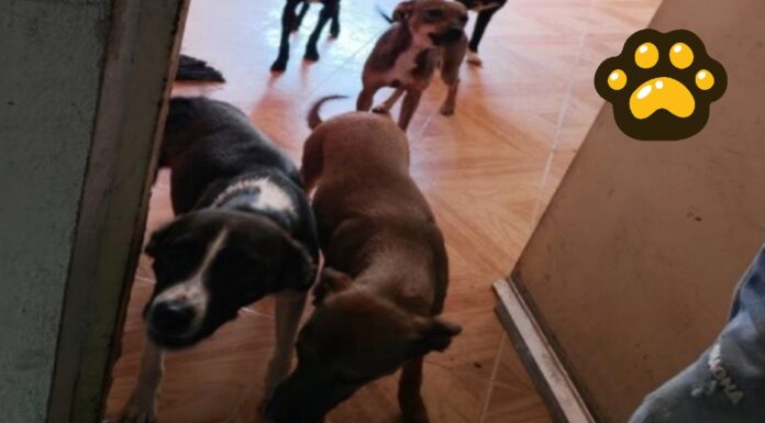 Rescatan a 13 perros en condiciones de maltrato en Puebla