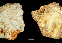 Hallan fragmento de cráneo de más de 200 mil años en España