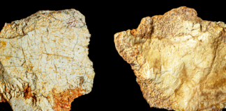 Hallan fragmento de cráneo de más de 200 mil años en España