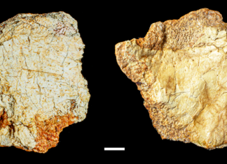 Hallan fragmento de cráneo de más de 200 mil años en España