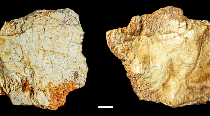 Hallan fragmento de cráneo de más de 200 mil años en España