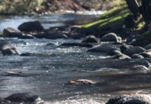 Armenta pide a Edomex atender rastro que afecta al río Atoyac