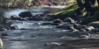 Armenta pide a Edomex atender rastro que afecta al río Atoyac