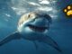 Acidificación oceánica debilitaría dientes de los tiburones
