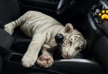 Aseguran cachorro de tigre de Bengala blanco en Iztapalapa