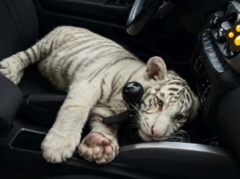 Aseguran cachorro de tigre de Bengala blanco en Iztapalapa