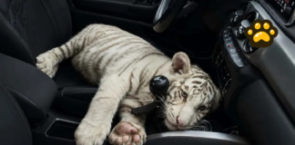 Aseguran cachorro de tigre de Bengala blanco en Iztapalapa