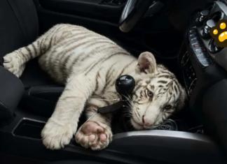 Aseguran cachorro de tigre de Bengala blanco en Iztapalapa