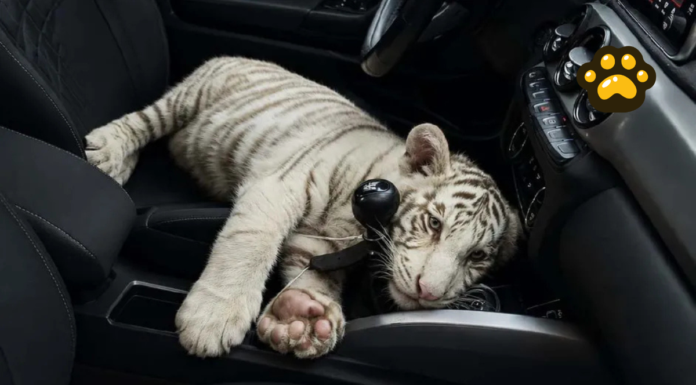 Aseguran cachorro de tigre de Bengala blanco en Iztapalapa