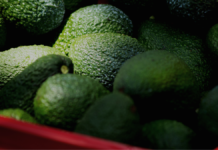 EU reanuda parcialmente exportación de aguacate michoacano