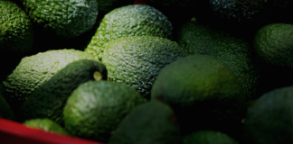 EU reanuda parcialmente exportación de aguacate michoacano