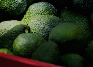 EU reanuda parcialmente exportación de aguacate michoacano