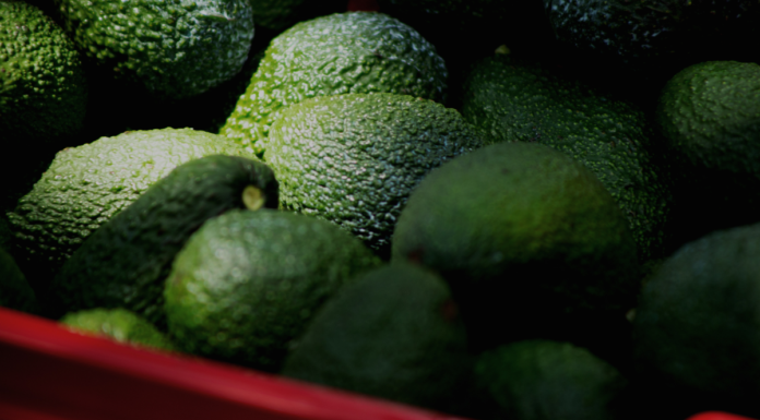 EU reanuda parcialmente exportación de aguacate michoacano