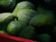 EU reanuda parcialmente exportación de aguacate michoacano