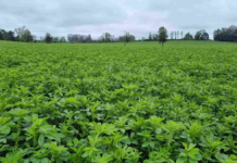 EU alerta por brote de E. coli y salmonela en germinados de alfalfa