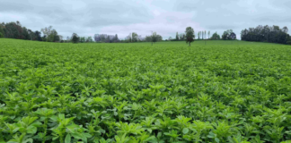 EU alerta por brote de E. coli y salmonela en germinados de alfalfa