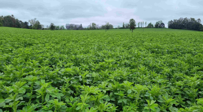 EU alerta por brote de E. coli y salmonela en germinados de alfalfa