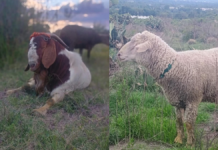 Grupo armado roba 82 animales en comunidad de Tepeaca