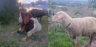 Grupo armado roba 82 animales en comunidad de Tepeaca