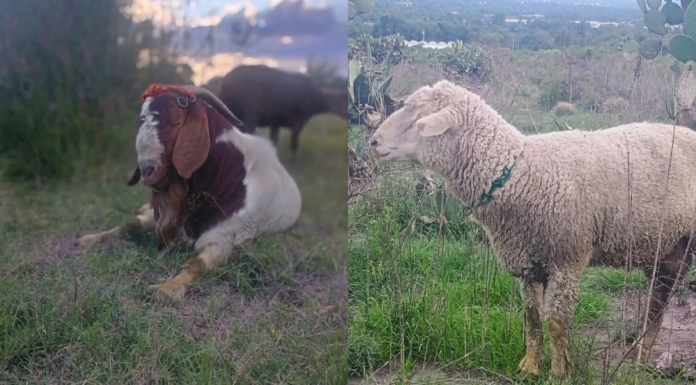 Grupo armado roba 82 animales en comunidad de Tepeaca