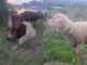 Grupo armado roba 82 animales en comunidad de Tepeaca
