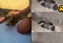 Rescatan a “Reina” y sus diez cachorros tras terremoto en Colombia