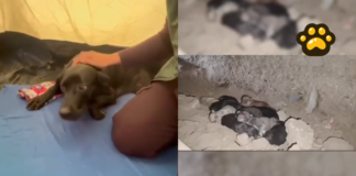 Rescatan a “Reina” y sus diez cachorros tras terremoto en Colombia