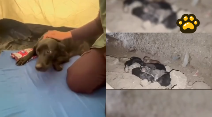 Rescatan a “Reina” y sus diez cachorros tras terremoto en Colombia