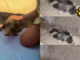 Rescatan a “Reina” y sus diez cachorros tras terremoto en Colombia